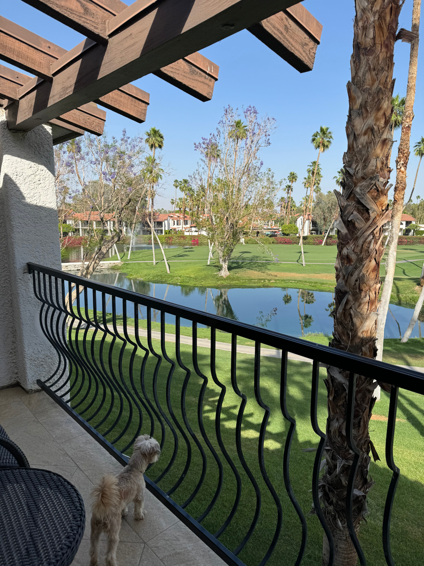 Dog on a balcony overlooking a golf course with palm trees and a person in the distance