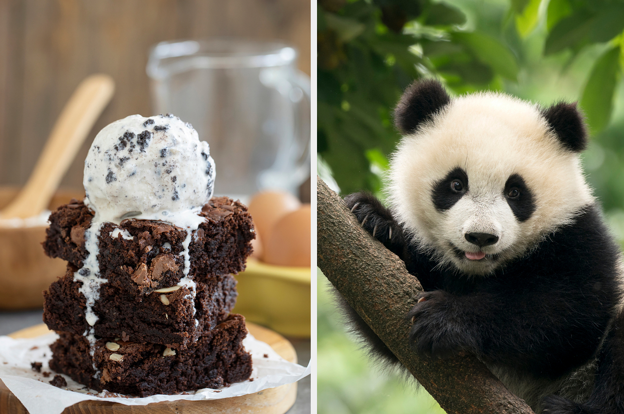 A scoop of ice cream melting over a brownie on the left, and a baby panda on a tree branch on the right