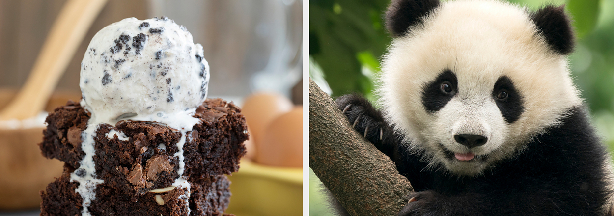 A scoop of ice cream melting over a brownie on the left, and a baby panda on a tree branch on the right