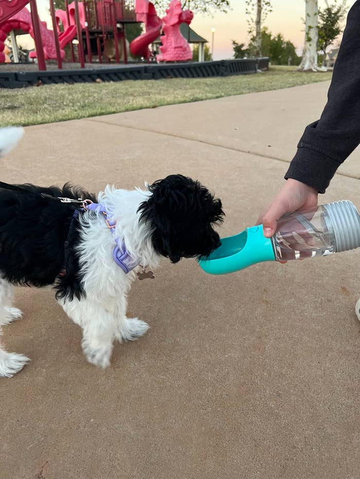 dog drinking from bottle in blue