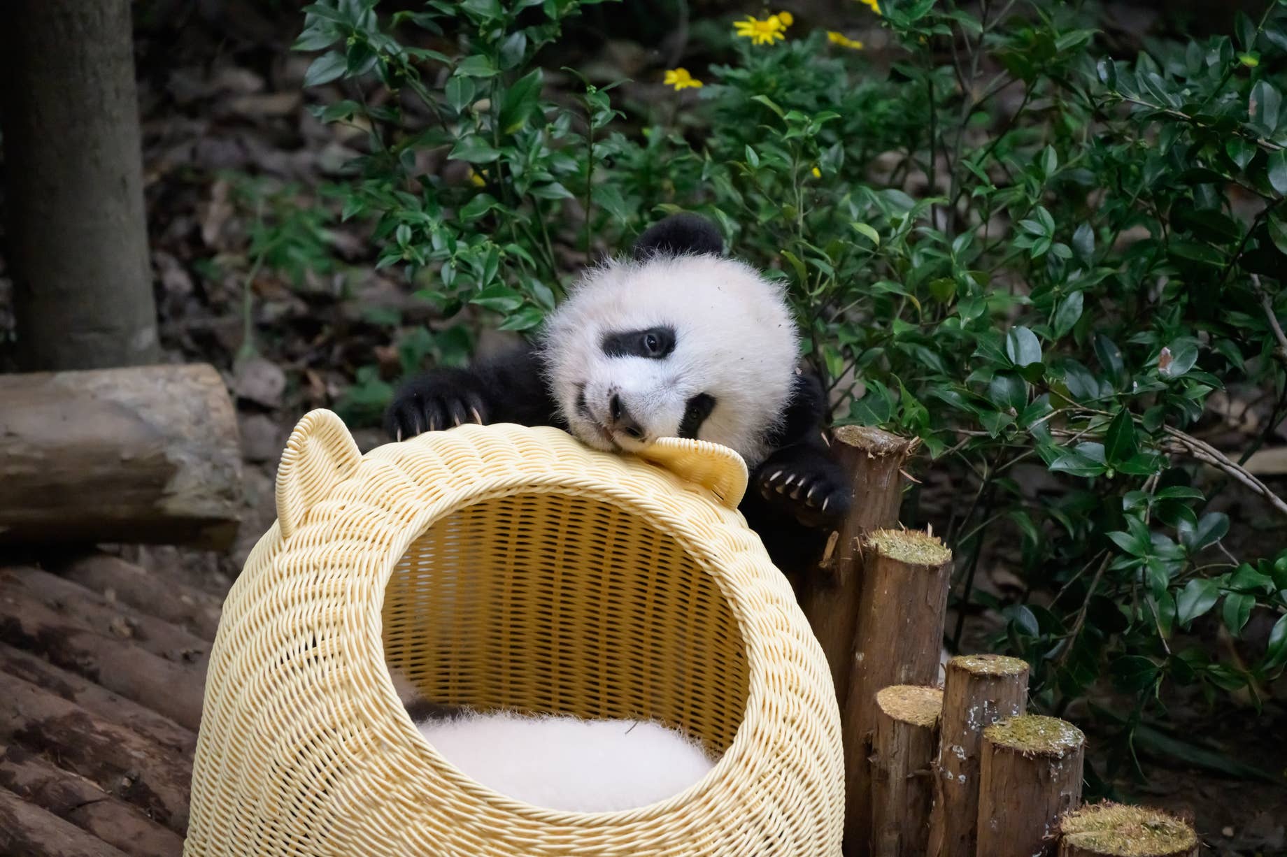 Zoo in China Sparks Outrage for Dying Fur of Puppies to Make Them Look