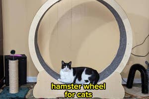 A cat sits on a large exercise wheel designed for cats "hamster wheel for cats"