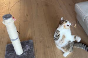 Cat standing on hind legs beside a scratching post