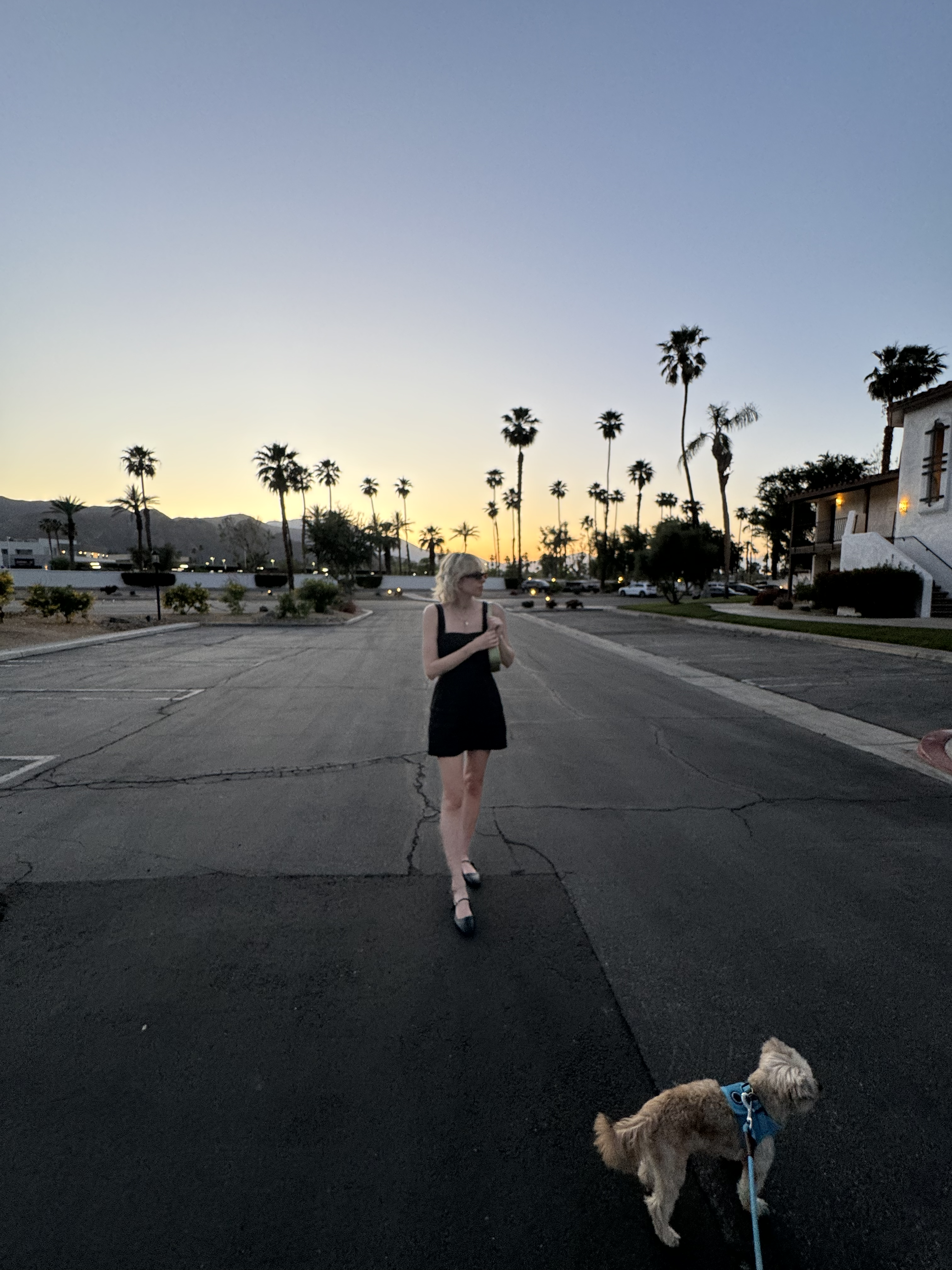 Woman walking a dog on a street lined with palm trees at dusk
