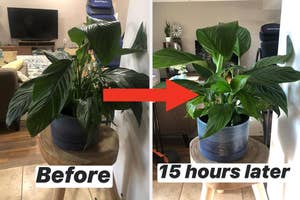 A plant's growth in a pot is shown before and after a span of 15 hours, demonstrating how it changes over time