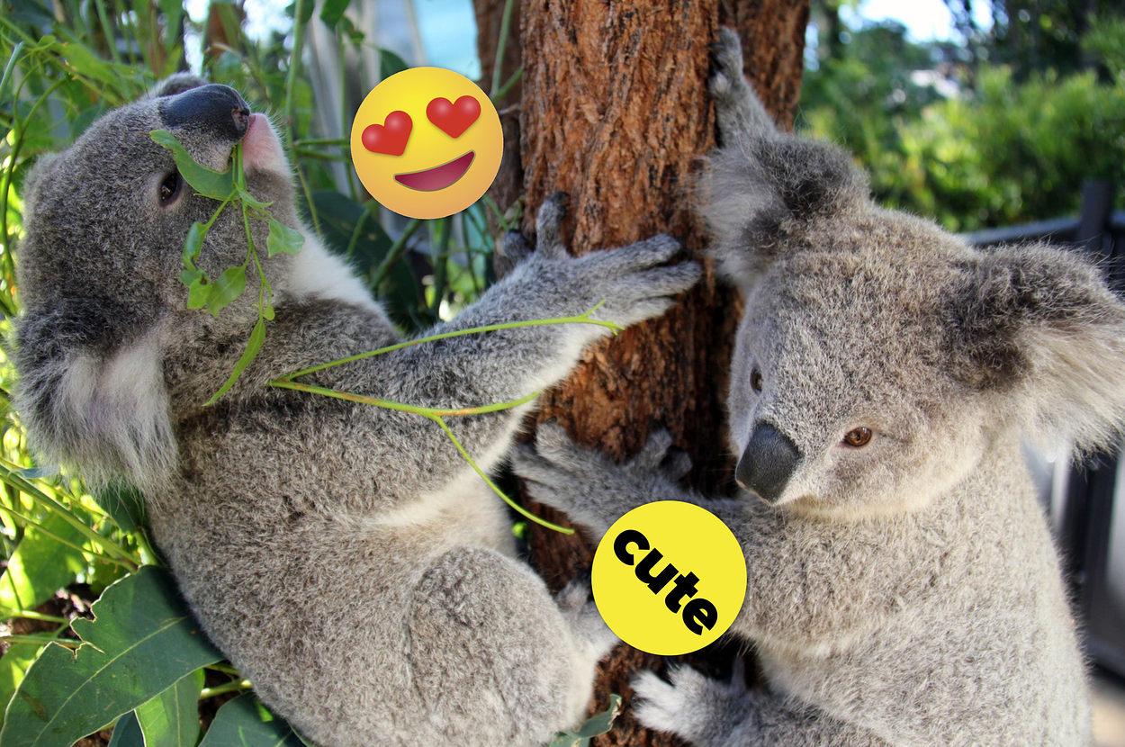 Win An Overnight Stay At Taronga Zoo And A Koala Encounter
