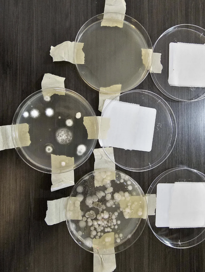 Four petri dishes with bacterial growth on a lab bench, each secured with pieces of tape, part of a scientific experiment