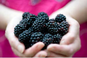 Close-up of hands holding a bunch of ripe blackberries