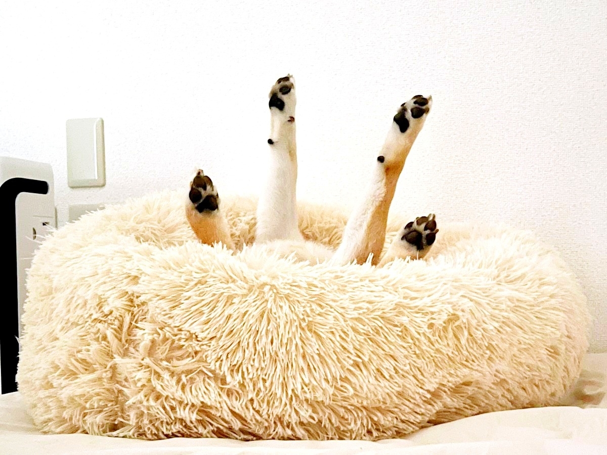 ベッドで四つ足を伸ばして眠るふう太くん