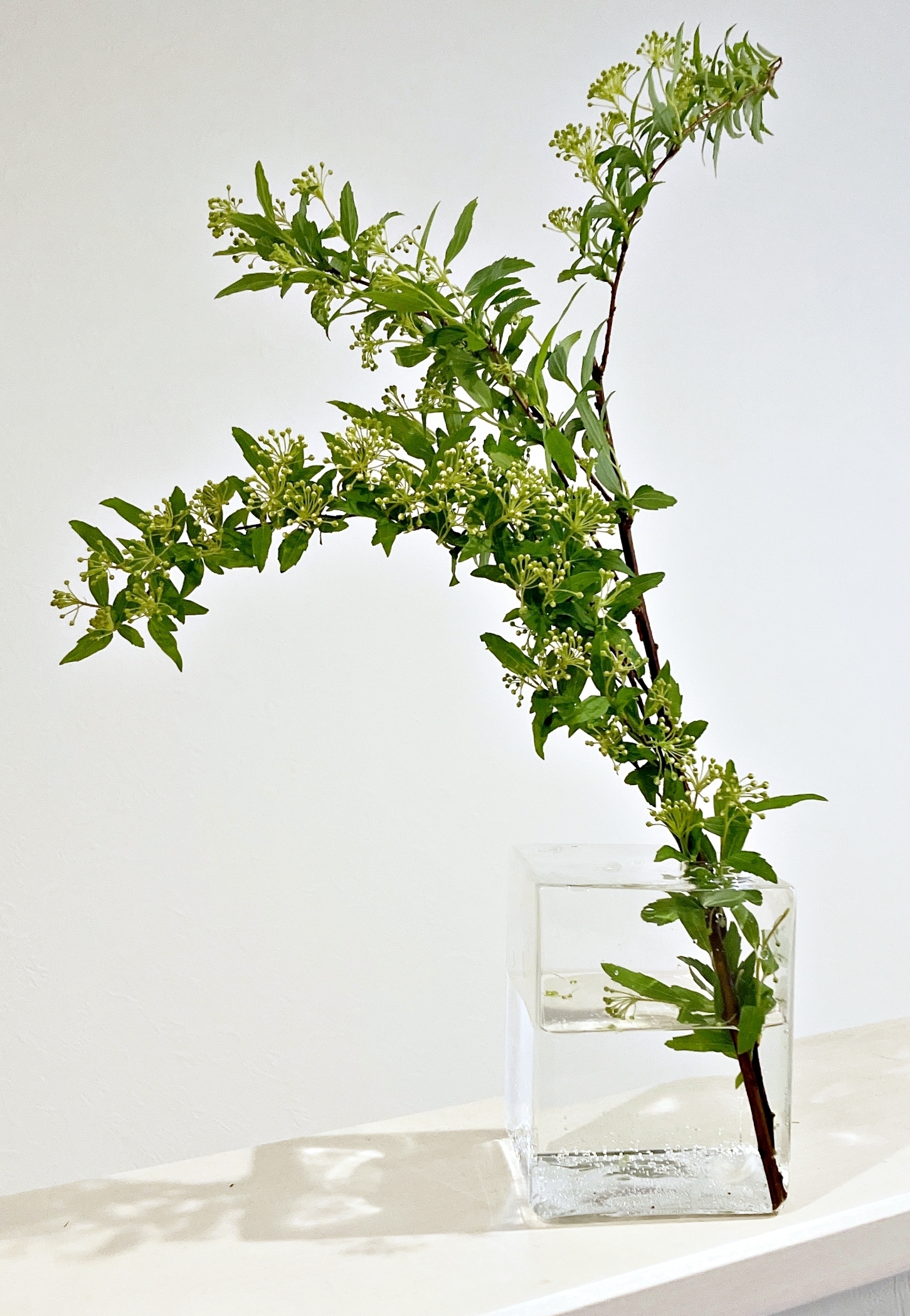 ZARA HOME(ザラホーム)のおすすめ花瓶「スクエア ガラス フローラルベース」