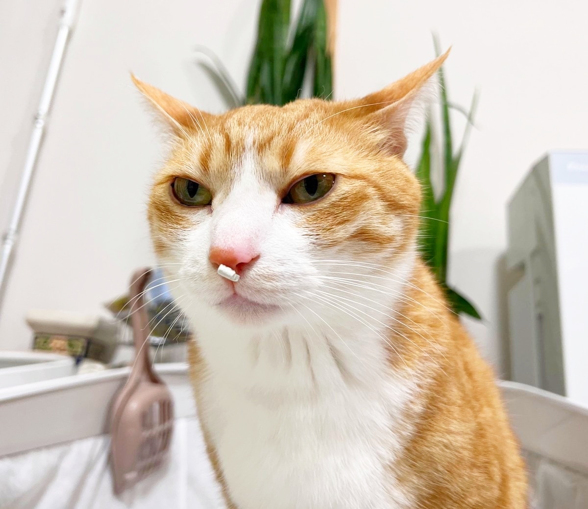鼻にトイレ砂をつけたクウちゃん