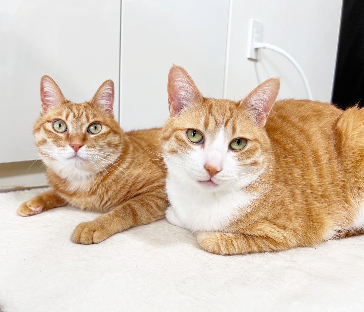 カメラを見つめるカイちゃん(左)とクウちゃん(右)