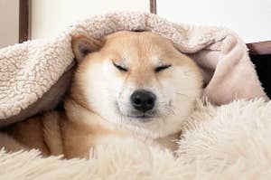 ベッドで毛布をかぶって眠るふう太くん