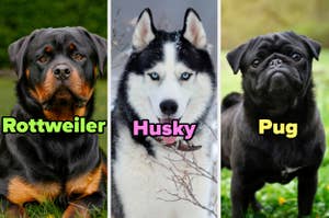 Tres perros de diferentes razas: Rottweiler, Husky y Pug, con los nombres de sus razas sobre ellos