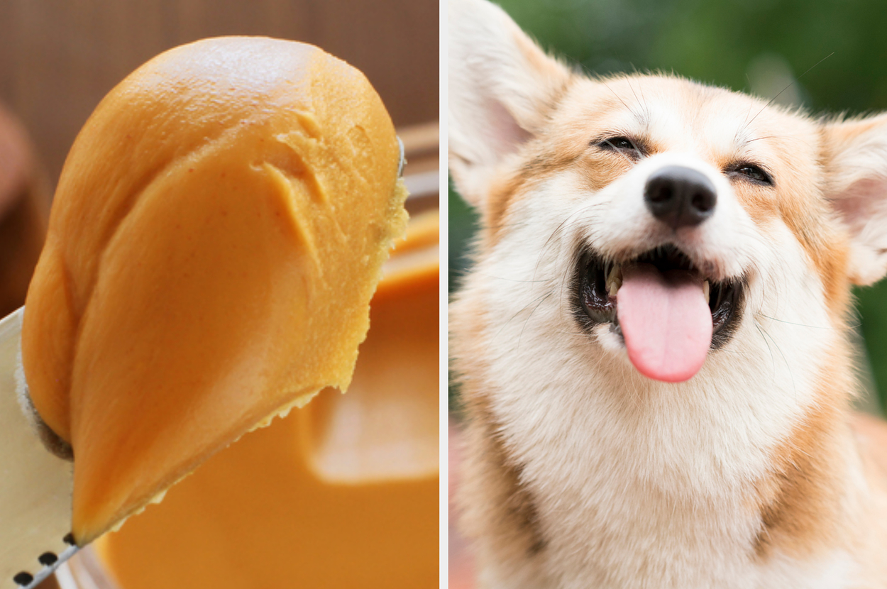 Two images side by side; on the left, a close-up of a creamy scoop of peanut butter, and on the right, a happy Corgi dog with its tongue out