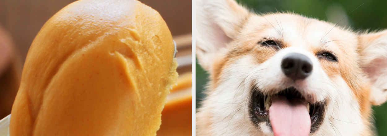 Two images side by side; on the left, a close-up of a creamy scoop of peanut butter, and on the right, a happy Corgi dog with its tongue out