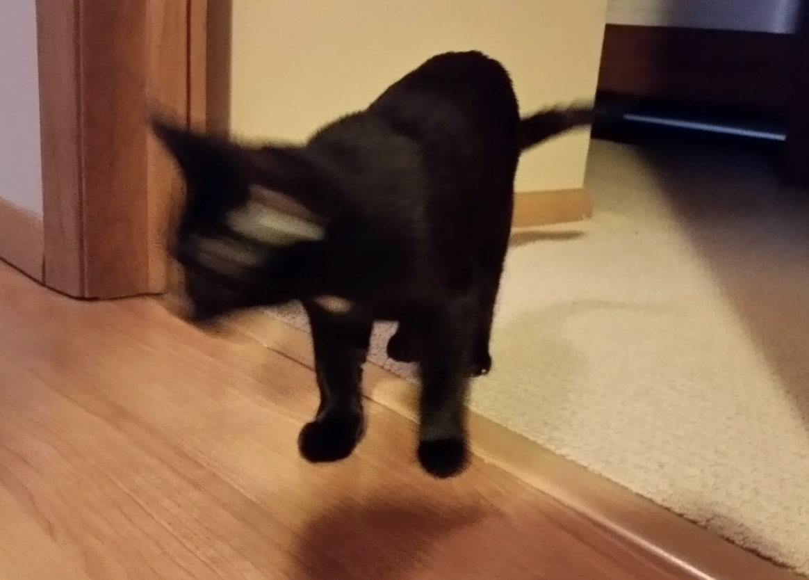 A blurry black cat walking across a room