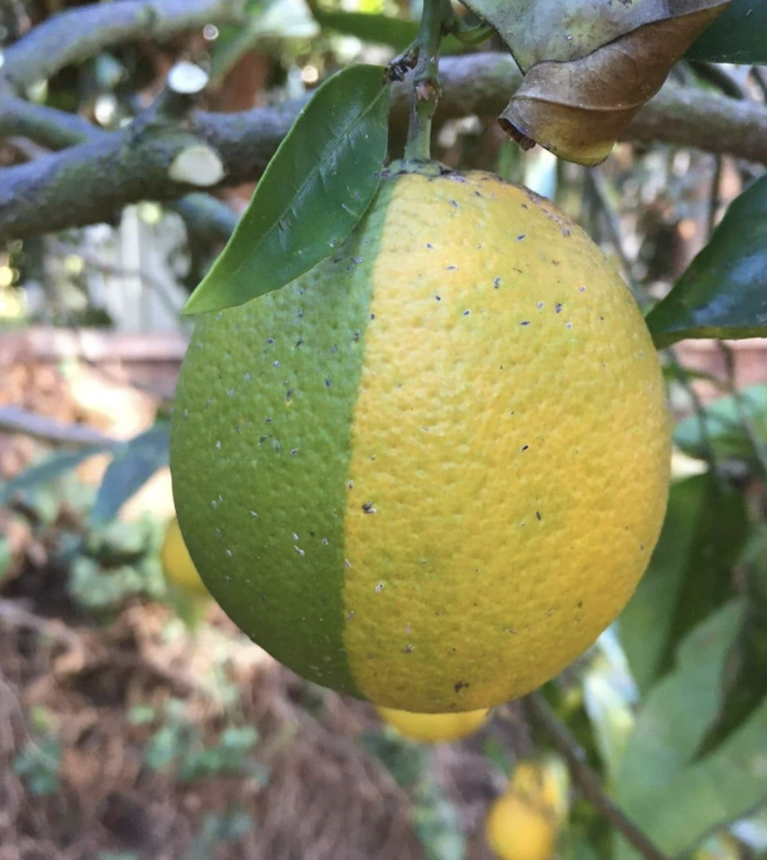Close-up of a lemon growing on a tree with leaves and branches in the background