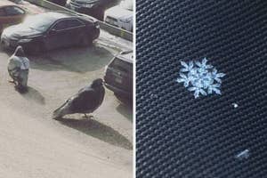 Two images side by side; left shows pigeons on the ground, right a close-up of a unique snowflake on fabric