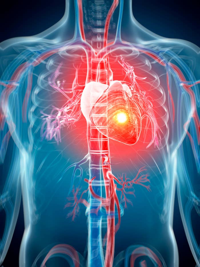 Illustration of a human cardiovascular system focusing on the heart