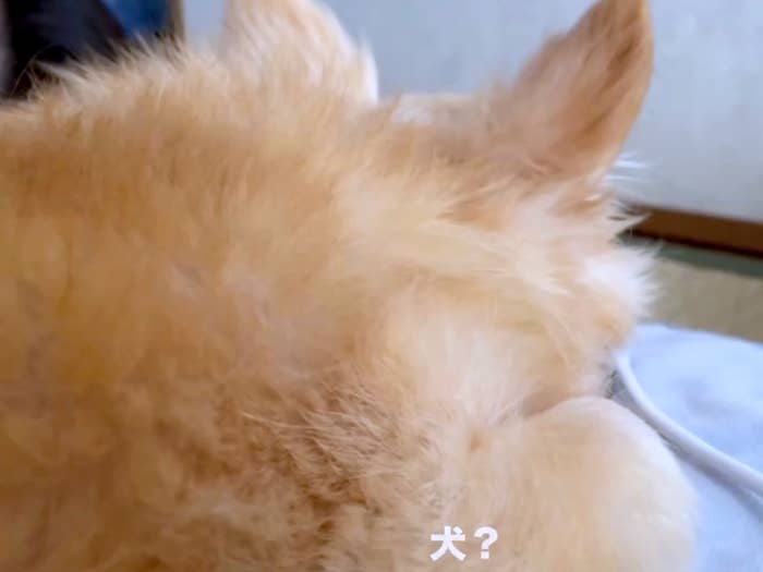 「犬」と呼ばれるCARちゃん