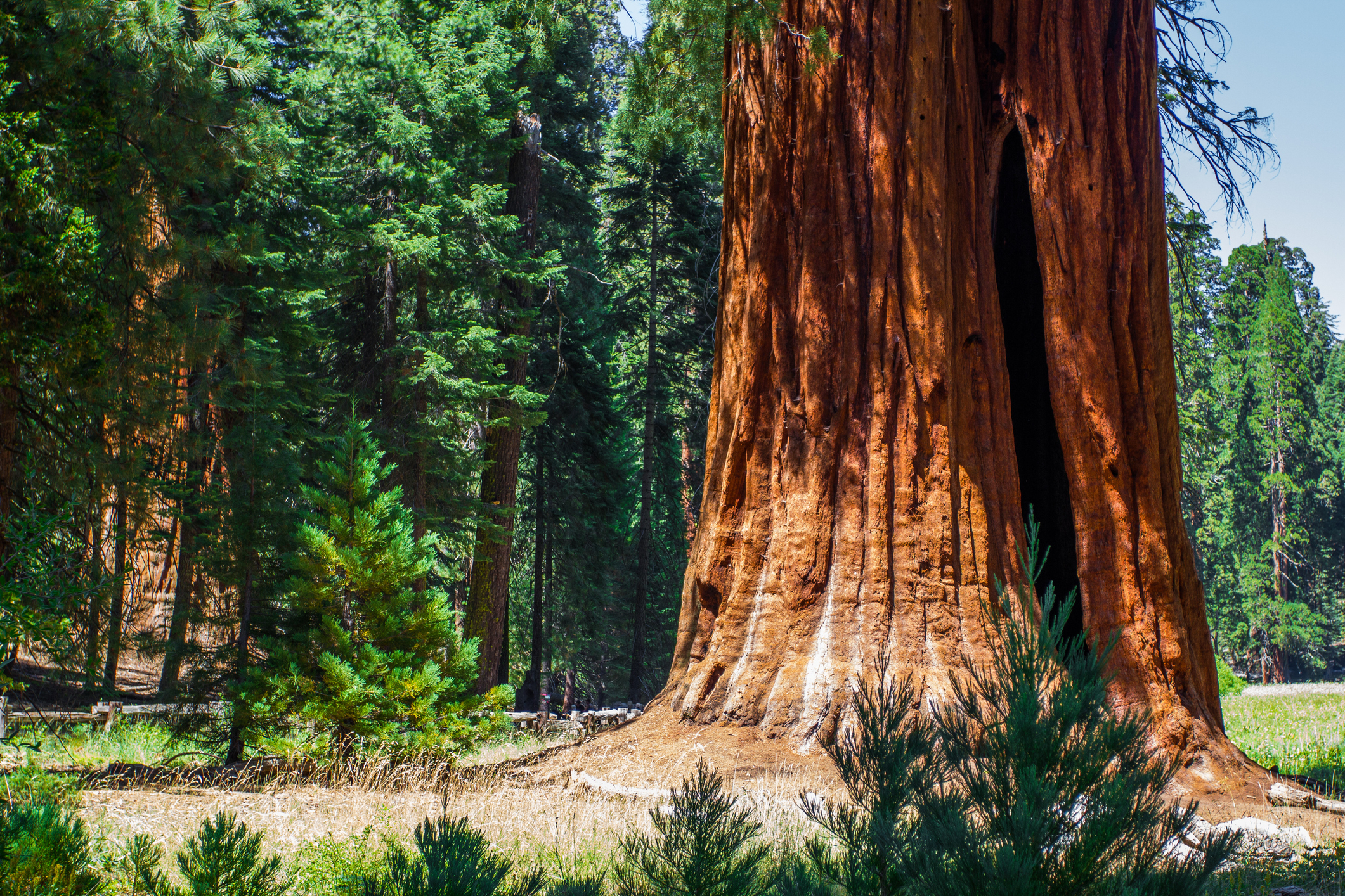 Giant sequoia tree trunk in a forest with smaller trees around