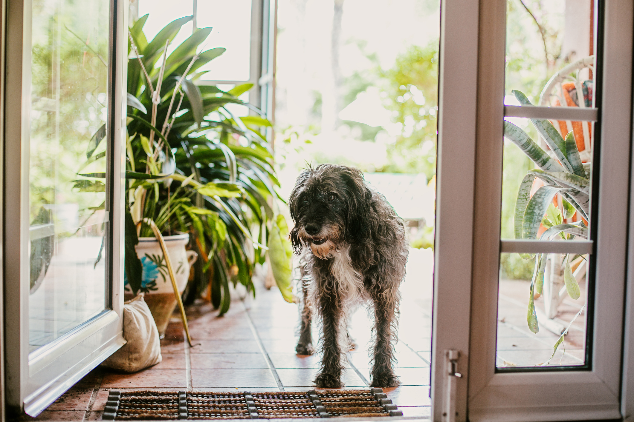 Dog entering a room through an open door, with indoor plants visible