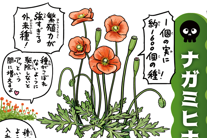 イラスト付きのイベントフライヤー。ポピーと猫が特徴で、「花とねこの写真コンテスト」と記載。日付やQRコードも表示。