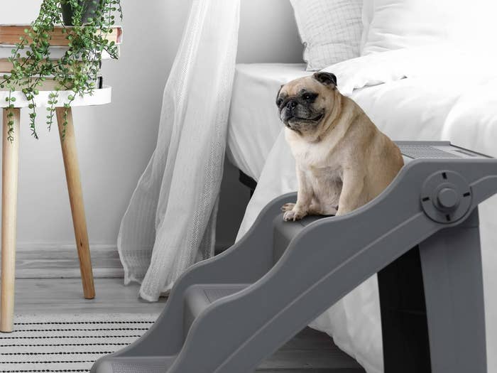 A pug sits at the top of a pet ramp leading to a bed