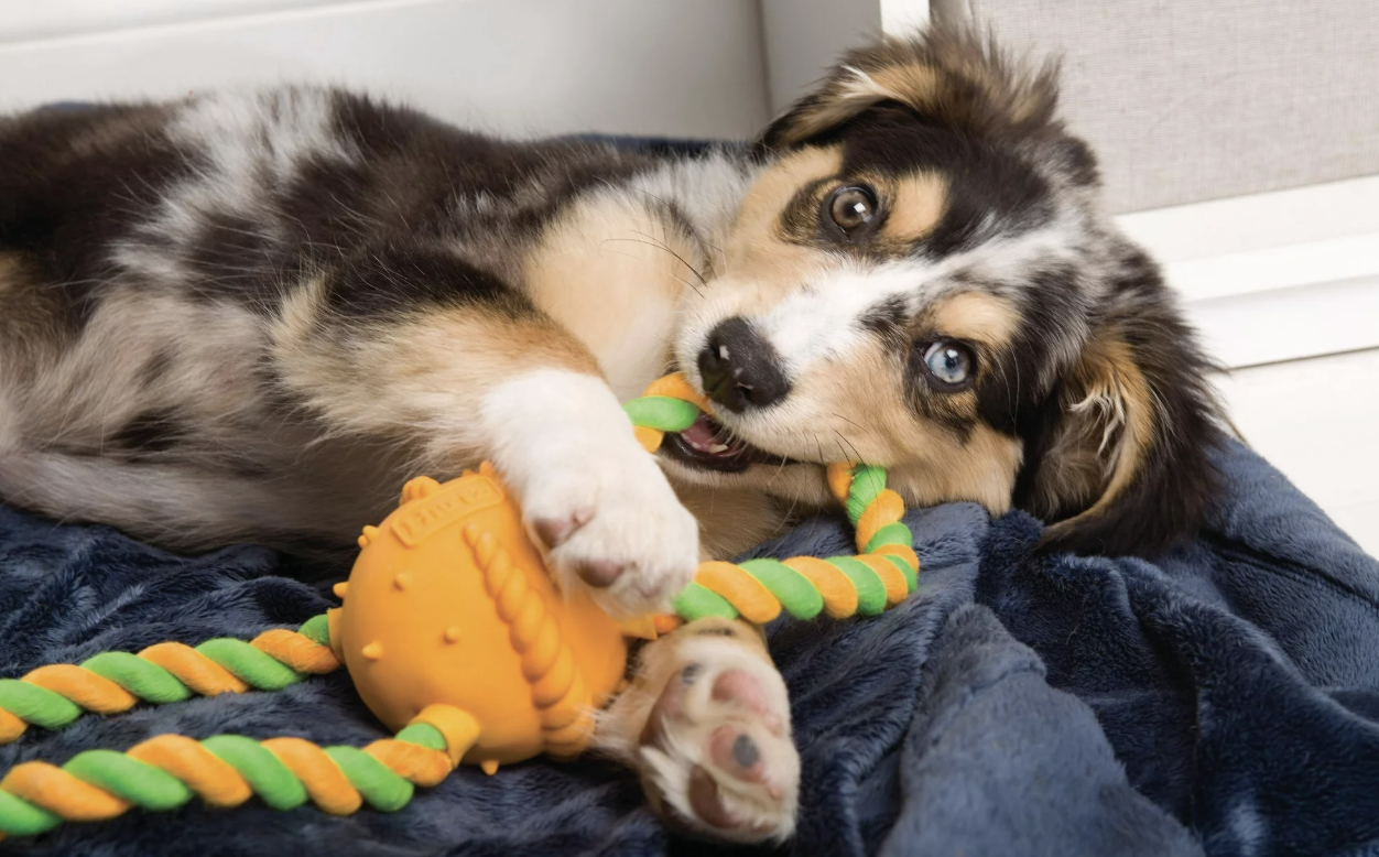 dog playing with tug-of-war toy