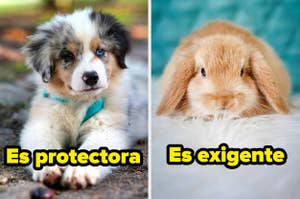 Cachorro de perro y conejo con texto "Es protectora" y "Es exigente" respectivamente