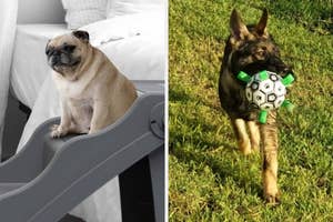 Left: Pug sitting on set of doggie stairs, Right: German Shepherd playing with soccer ball dog toy