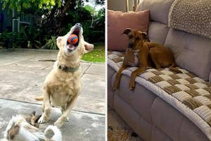 Left: A dog jumping to catch a ball mid-air. Right: Dog resting on a quilted sofa cover