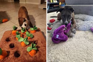 Two dogs interact with pet toys, one sniffs a carrot toy in a holder, and another holds a purple toy