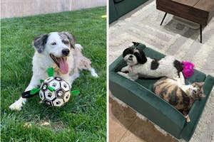 Left: dog playing with soccer ball toy, Right: small dog and cat sharing a cute pet sofa