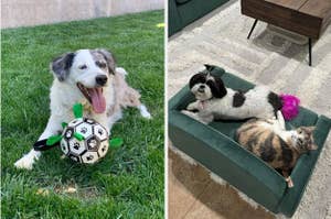 Left: dog playing with soccer ball toy, Right: small dog and cat sharing a cute pet sofa