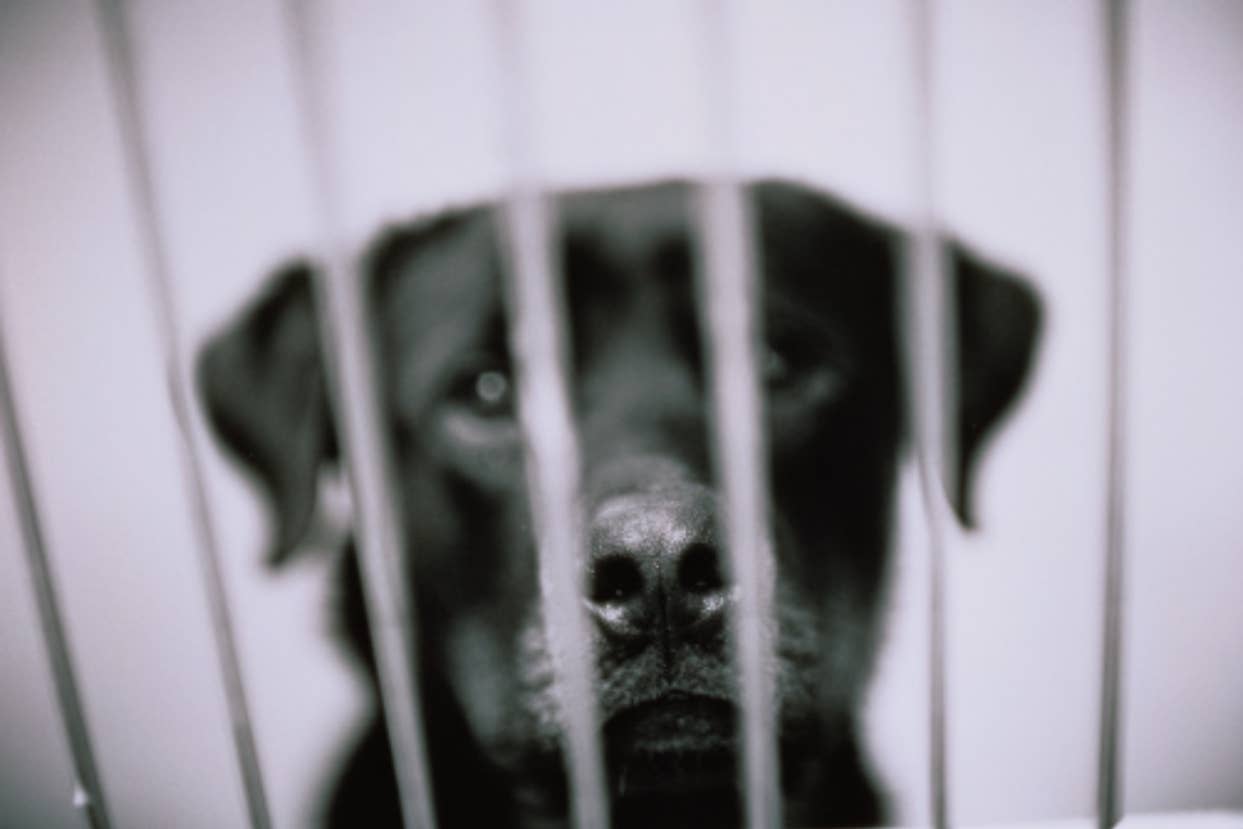 Dog behind bars looking directly at the camera, expressing longing or sadness