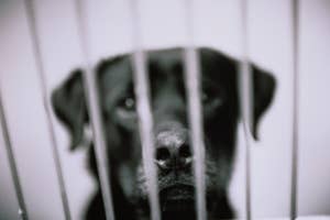 Dog behind bars looking directly at the camera, expressing longing or sadness