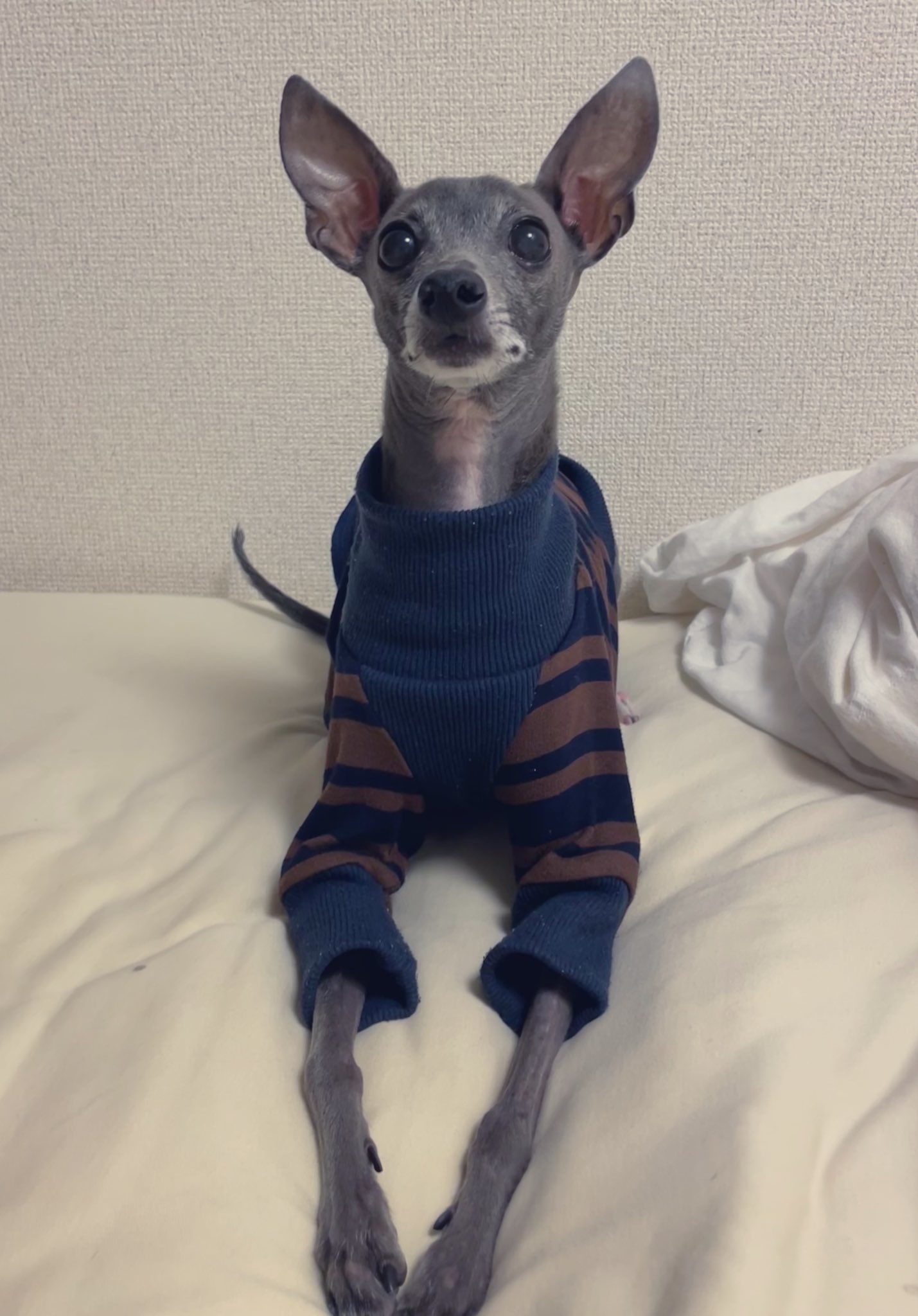 ストライプのセーターを着た犬がカメラを見て座っています。