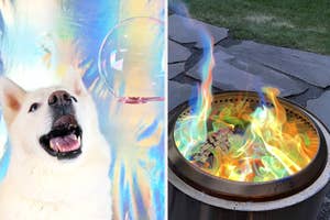 a dog staring at an edible bubble / a reviewer's fire pit with colorful flames