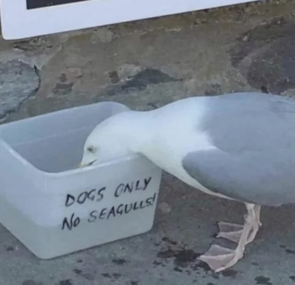 A seagull is peering into a water bowl labeled &quot;DOGS ONLY No Seagulls.&quot;