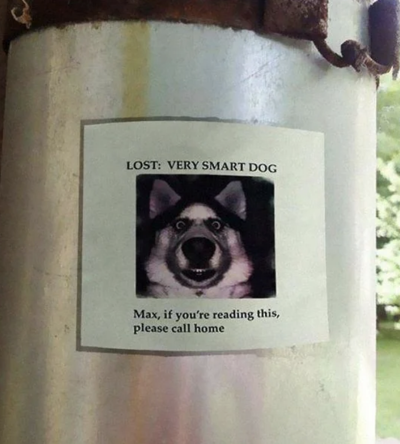Lost poster for a dog named Max with an instruction for the dog to call home if it reads the poster
