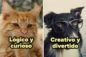 Dos partes de imagen: izquierda muestra un gato con texto "Lógico y curioso", derecha un perro con gafas y texto "Creativo y divertido"