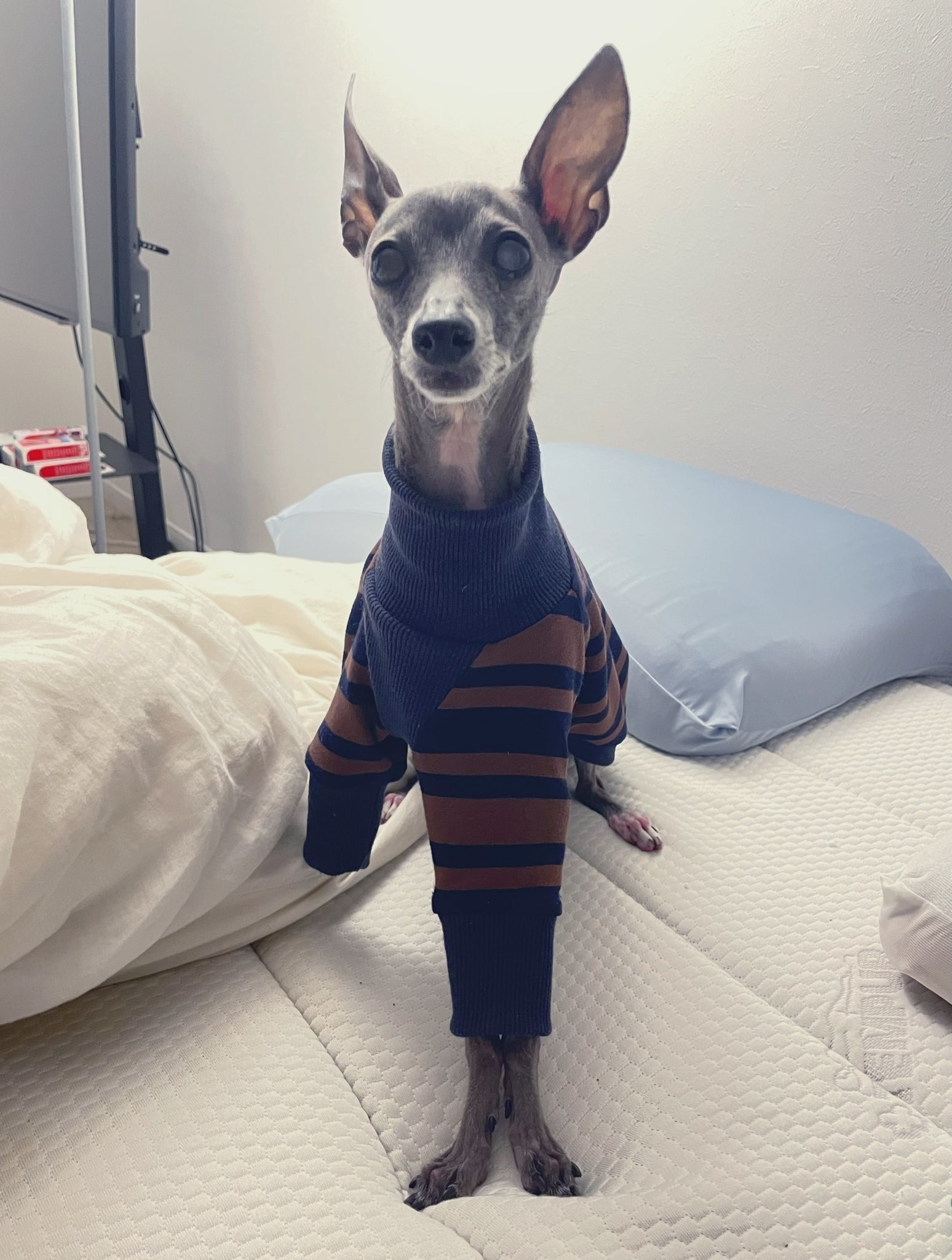 イタリアングレーハウンドがストライプのセーターを着て立っている。