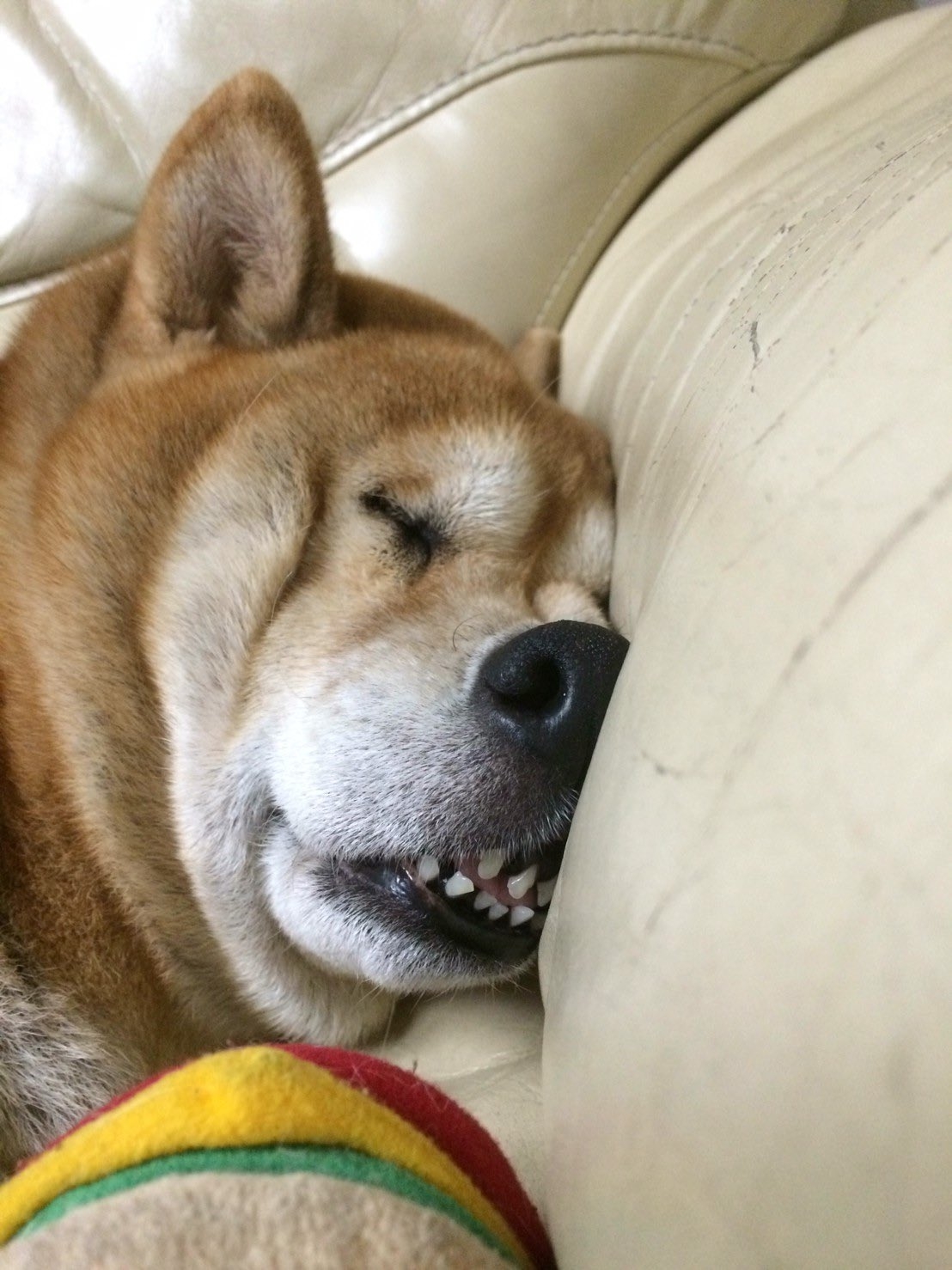 ソファに頭をのせて眠る柴犬。