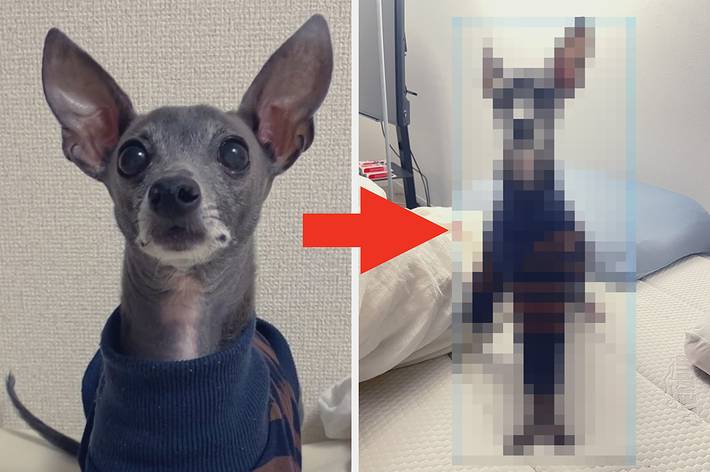 縞模様のセーターを着たイタリアングレーハウンドが座っている。