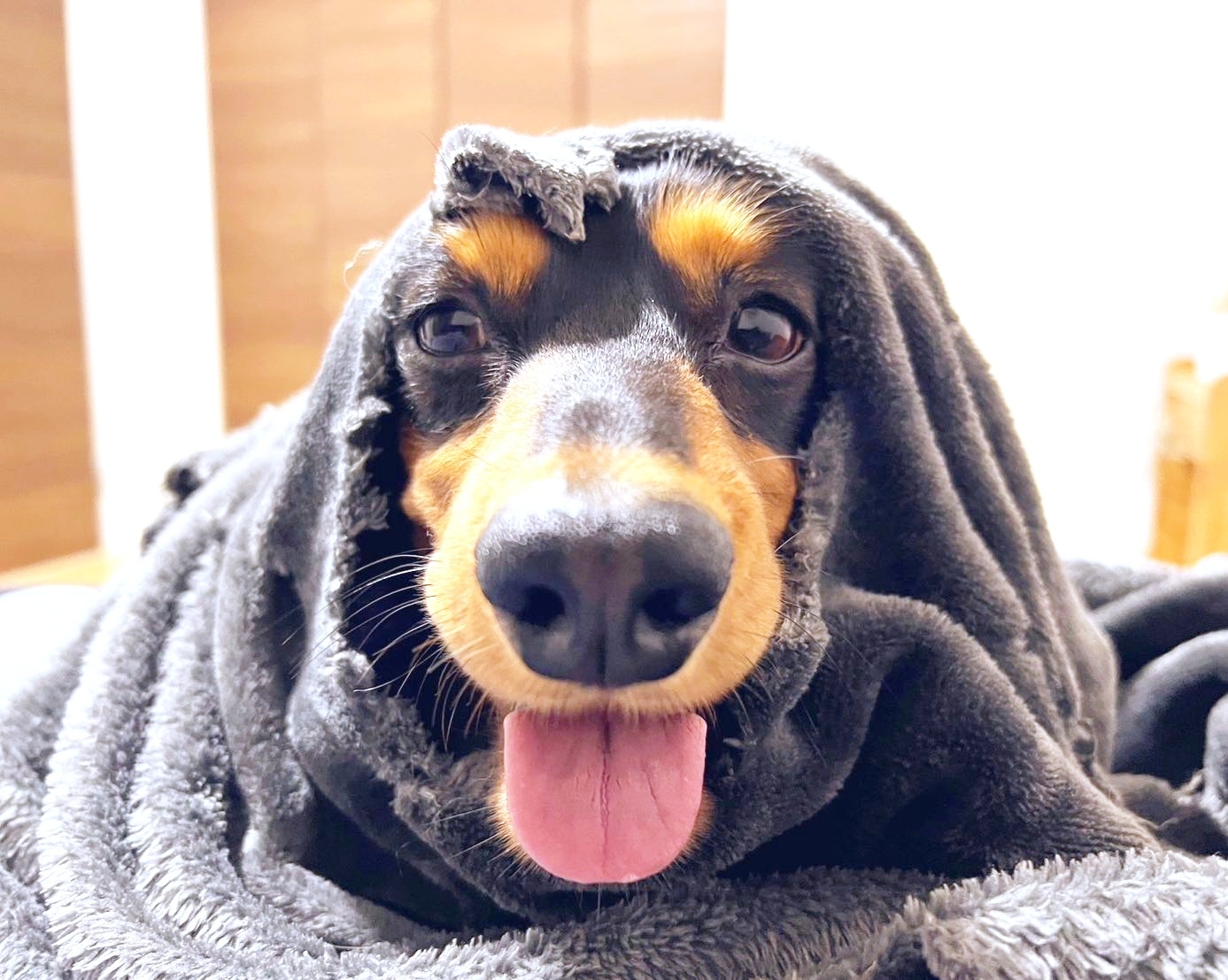 毛布をかぶって笑みを浮かべるみらいくん