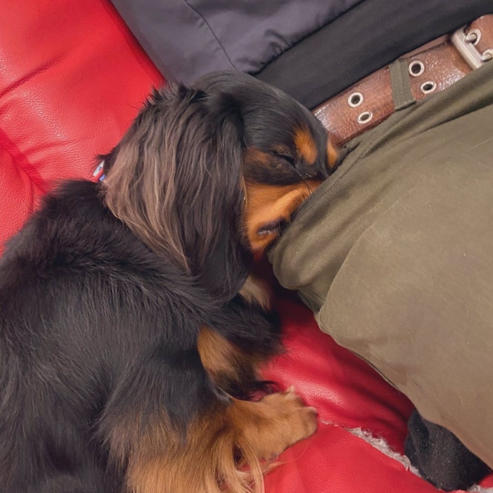 ポケットに鼻を入れたまま眠るみらいくん