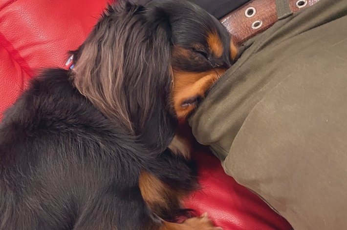 ポケットに鼻を突っ込んで眠るみらいくん