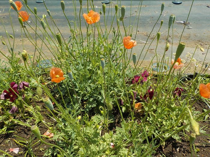 ナガミヒナゲシの花(埼玉県松伏町の公式サイトより)